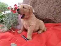 Copper, a male Golden Retriever and English Cream Golden Retriever for sale in Thorp, WI – 1 of 3