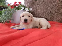 Silver, a male Golden Retriever and English Cream Golden Retriever for sale in Thorp, WI – 2 of 4