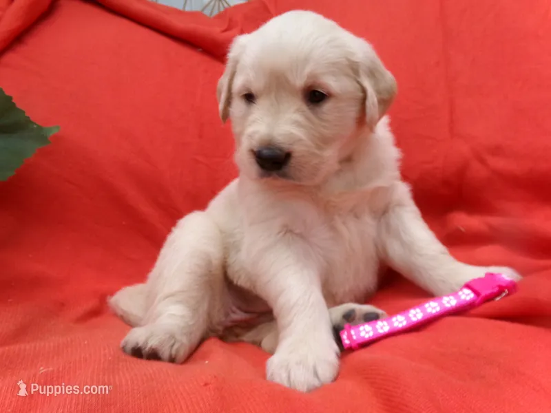 Calla – Golden Retriever, English Cream Golden Retriever puppy for sale in Thorp, WI