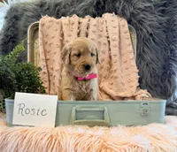 Rosie, a female Golden Retriever and English Cream Golden Retriever for sale in Thorp, WI – Photo 4 of 5