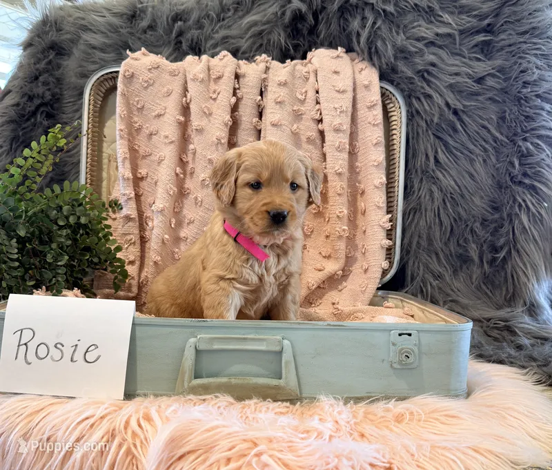 Rosie – Golden Retriever, English Cream Golden Retriever puppy for sale in Thorp, WI