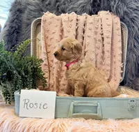 Rosie, a female Golden Retriever and English Cream Golden Retriever for sale in Thorp, WI – Photo 2 of 5