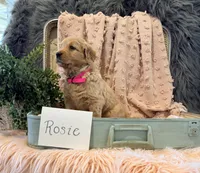 Rosie, a female Golden Retriever and English Cream Golden Retriever for sale in Thorp, WI – Photo 3 of 5