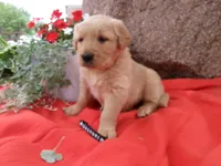 Copper, a male Golden Retriever and English Cream Golden Retriever for sale in Thorp, WI – 3 of 3