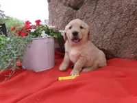 Cozy, a male Golden Retriever and English Cream Golden Retriever for sale in Thorp, WI – 1 of 1