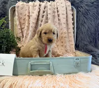 Jack, a male Golden Retriever and English Cream Golden Retriever for sale in Thorp, WI – Photo 2 of 5