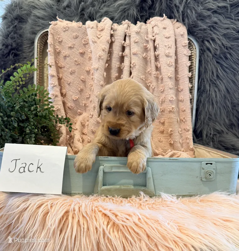 Jack – Golden Retriever, English Cream Golden Retriever puppy for sale in Thorp, WI
