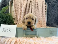 Jack, a male Golden Retriever and English Cream Golden Retriever for sale in Thorp, WI – Photo 3 of 5