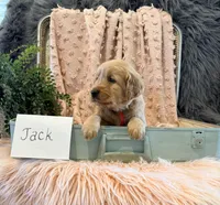 Jack, a male Golden Retriever and English Cream Golden Retriever for sale in Thorp, WI – Photo 4 of 5