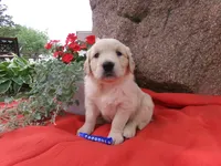 Silver, a male Golden Retriever and English Cream Golden Retriever for sale in Thorp, WI – 4 of 4