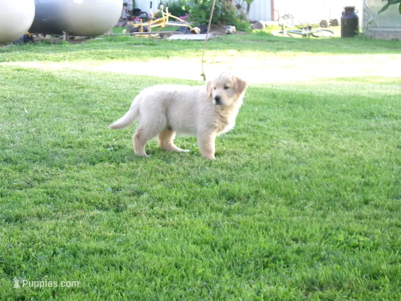 Tippy – Golden Retriever, English Cream Golden Retriever puppy for sale in Thorp, WI