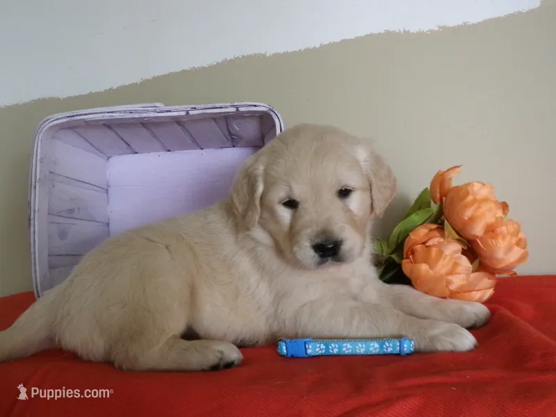 Tootsie – Golden Retriever, English Cream Golden Retriever puppy for sale in Thorp, WI
