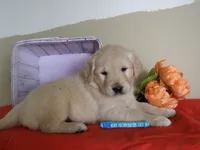 Tootsie, a male Golden Retriever and English Cream Golden Retriever for sale in Thorp, WI – 1 of 1
