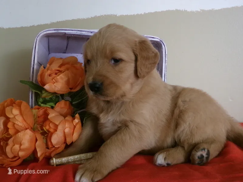 Taffy – Golden Retriever, English Cream Golden Retriever puppy for sale in Thorp, WI