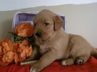 Taffy, a male Golden Retriever and English Cream Golden Retriever for sale in Thorp, WI – 1 of 1