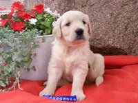 Silver, a male Golden Retriever and English Cream Golden Retriever for sale in Thorp, WI – 1 of 4