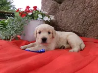 Silver, a male Golden Retriever and English Cream Golden Retriever for sale in Thorp, WI – 3 of 4