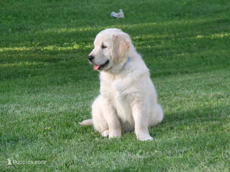 Tootsie – Golden Retriever, English Cream Golden Retriever puppy on hold in Thorp, WI