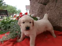 Tippy, a male Golden Retriever and English Cream Golden Retriever for sale in Thorp, WI – 2 of 2