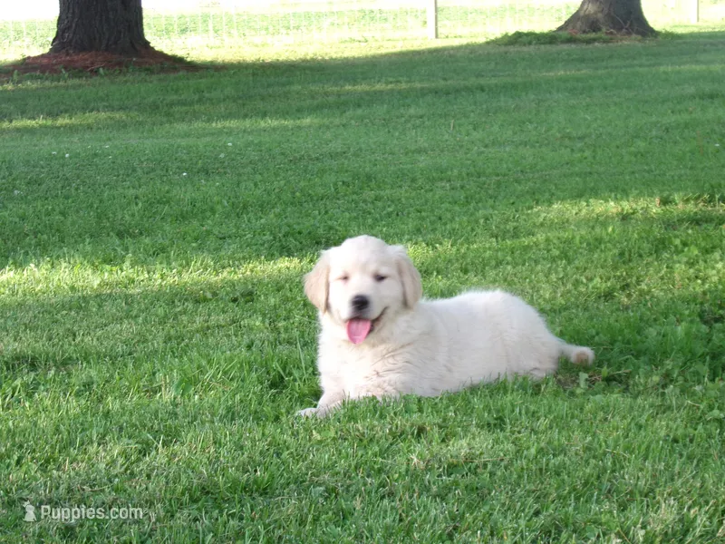 Calla – Golden Retriever, English Cream Golden Retriever puppy for sale in Thorp, WI