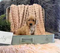 Lily, a female Golden Retriever and English Cream Golden Retriever for sale in Thorp, WI – Photo 2 of 5