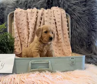 Lily, a female Golden Retriever and English Cream Golden Retriever for sale in Thorp, WI – Photo 3 of 5