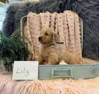 Lily, a female Golden Retriever and English Cream Golden Retriever for sale in Thorp, WI – Photo 1 of 5
