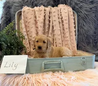 Lily, a female Golden Retriever and English Cream Golden Retriever for sale in Thorp, WI – Photo 4 of 5