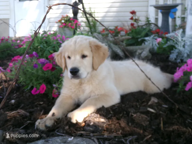 Tippy – Golden Retriever, English Cream Golden Retriever puppy for sale in Thorp, WI