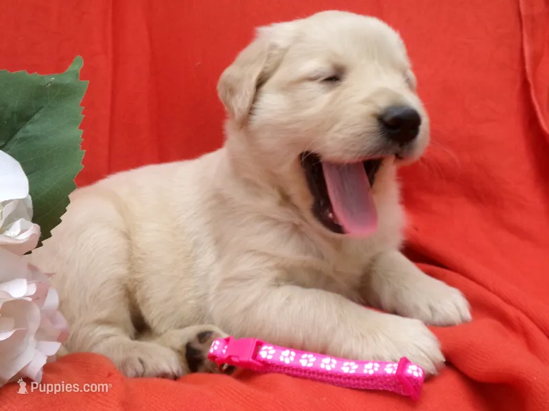 Calla – Golden Retriever, English Cream Golden Retriever puppy for sale in Thorp, WI