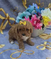 Hibiscus , a female Cavapoo for sale in Scottsville, VA – 3 of 6