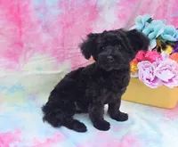 Noodle, a male Poodle - Toy  and Morkie for sale in Scottsville, VA – 4 of 8