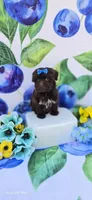 Nuria, a female Maltipoo for sale in Scottsville, VA – 5 of 5