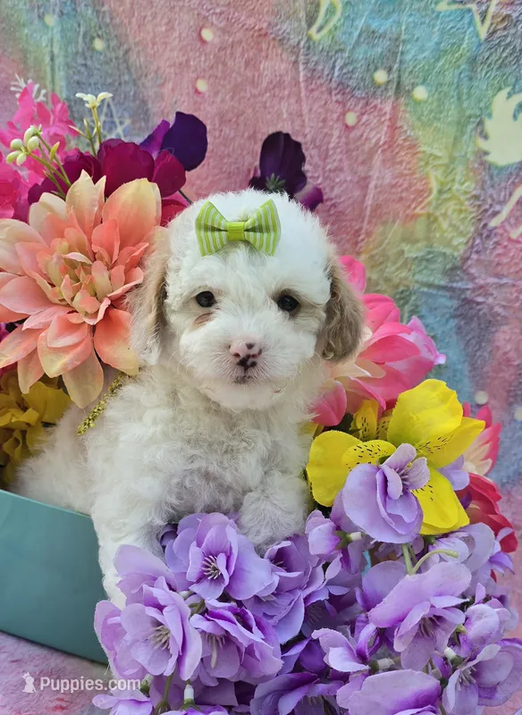 Coral – Cavapoo puppy for sale in Scottsville, VA