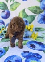 Colby, a male Bichon Frise and Poodle - Toy  for sale in Scottsville, VA – 4 of 5