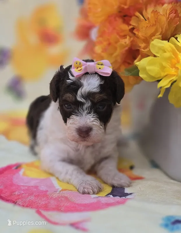 Klarity – Yorkipoo puppy for sale in Scottsville, VA