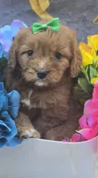 Star, a female Cavapoo for sale in Scottsville, VA – 5 of 7