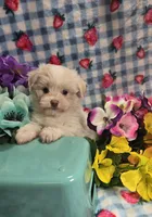 Linen, a male Maltipoo and Havapoo for sale in Scottsville, VA – 7 of 10