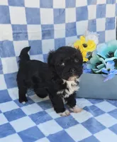 Shade, a male Maltipoo and Havapoo for sale in Scottsville, VA – 3 of 6