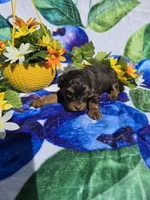 Jewls, a female Maltipoo for sale in Scottsville, VA – 6 of 9