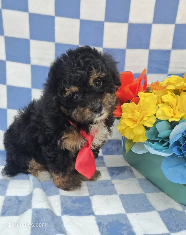 Henry – Yorkipoo puppy for sale in Scottsville, VA