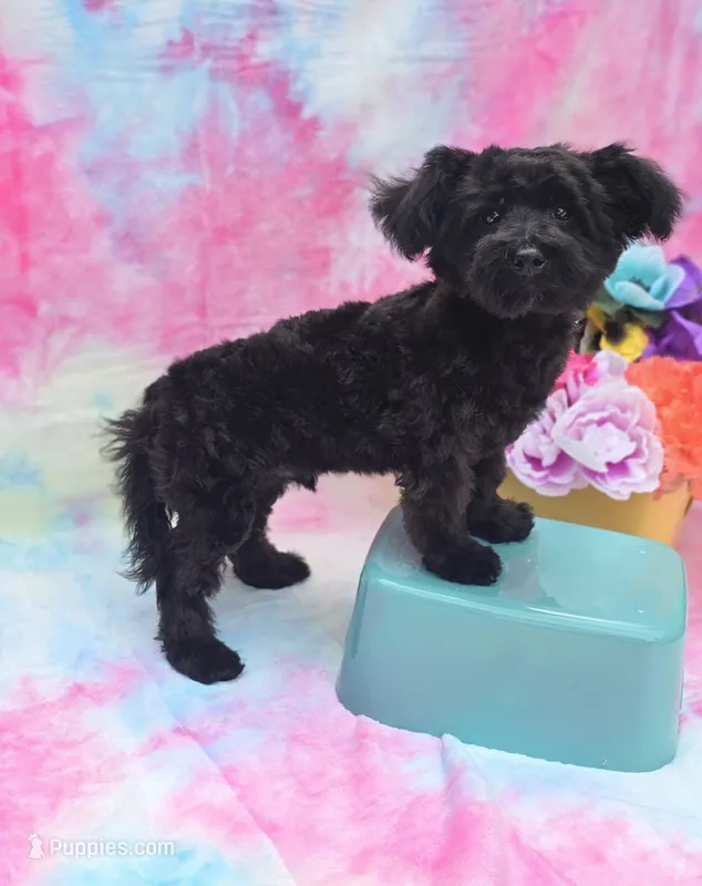 Noodle – Poodle - Toy , Morkie puppy for sale in Scottsville, VA