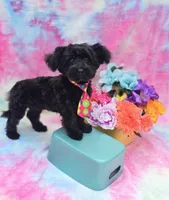 Noodle, a male Poodle - Toy  and Morkie for sale in Scottsville, VA – 6 of 8
