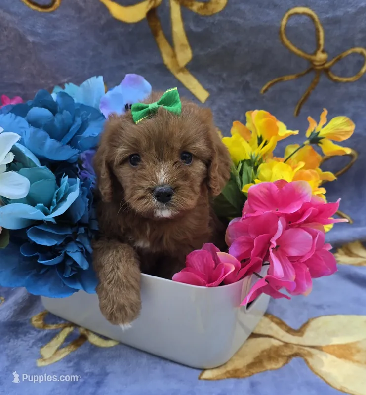 Star – Cavapoo puppy for sale in Scottsville, VA