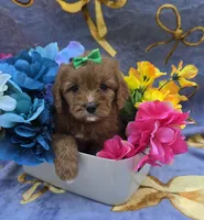 Star, a female Cavapoo for sale in Scottsville, VA – 2 of 7