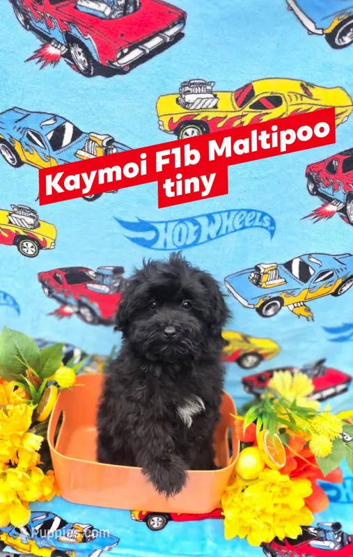 Kaymoi – Maltipoo puppy for sale in Scottsville, VA