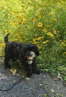 Otter , a male Cavapoo for sale in Scottsville, VA – 4 of 6