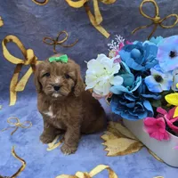 Star, a female Cavapoo for sale in Scottsville, VA – 4 of 7