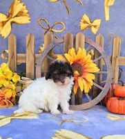 Paisyn , a female Havapoo for sale in Scottsville, VA – 5 of 5