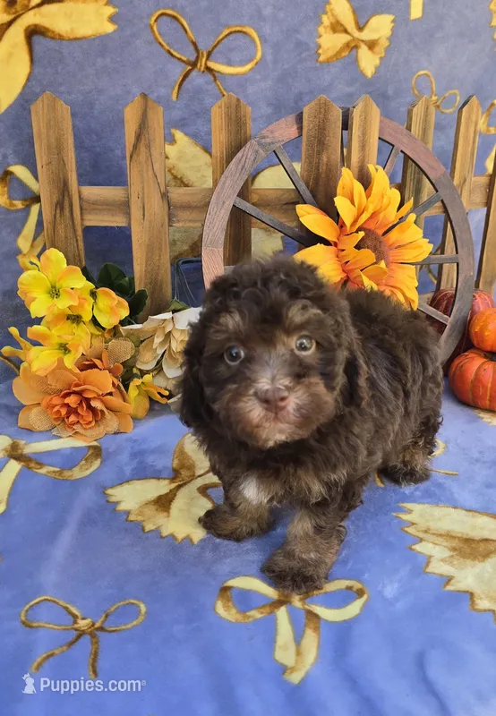 Percy  – Havanese puppy for sale in Scottsville, VA